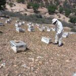 Renouvellement des ruchers des coopératives de l'UCTM