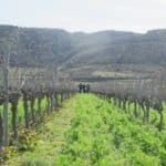 Couverture végétale des sols en viticulture dans la Drôme