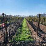 Vignes enherbées dans la Drôme