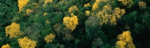 Arbres aux feuilles vertes et jaunes, La terre vue du ciel, © Yann Arthus-Bertrand