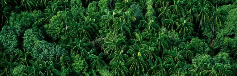 Forêt entre Kuantan et Kuala Lumpur, Malaisie, © Yann Arthus-Bertrand