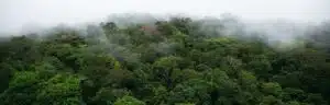 Ébène rose en forêt Amazonienne de Guyane française, © Yann Arthus-Bertrand - neutralité carbone