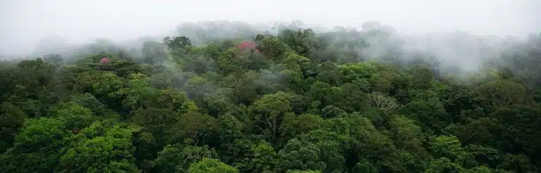 Ébène rose en forêt Amazonienne de Guyane française, © Yann Arthus-Bertrand - neutralité carbone