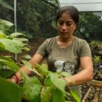 Une femme gérant une pépinière d'arbres, équateur