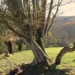 arbre trogne Loir-et-Cher