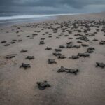 Population côtière de tortues au Cameroun
